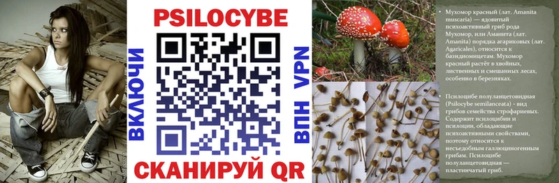Галлюциногенные грибы мицелий Купить где Курган